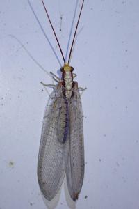 Italochrysa italica