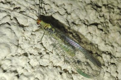 Nothochrysa fulviceps