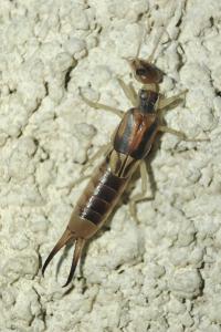 Labidura riparia