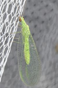 Apertochrysa flavifrons