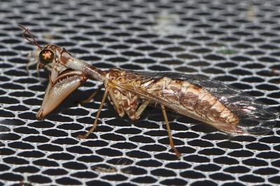 Mantispa styriaca