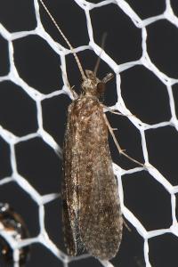 Trichoptera