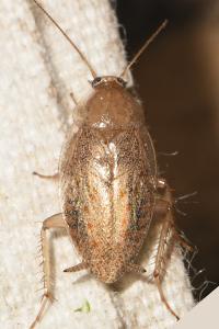 Planuncus