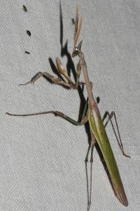 Empusa pennata