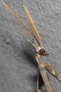 Empusa pennata