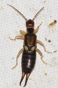 Forficula