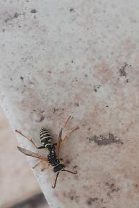 Polistes