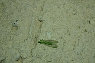 Chrysoperla carnea