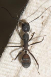 Camponotus cruentatus