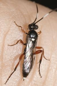 Diphyus quadripunctorius