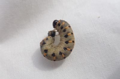 Abia sericea