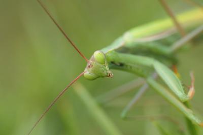 Mantis religiosa