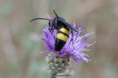 Scolia hirta