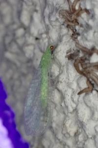 Apertochrysa