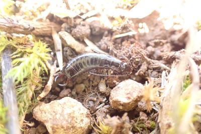 Euborellia moesta