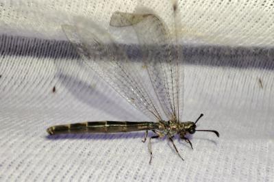 Myrmeleon inconspicuus