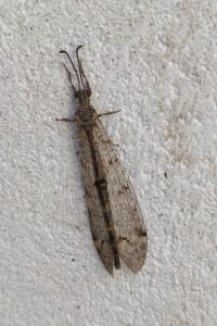 Distoleon tetragrammicus