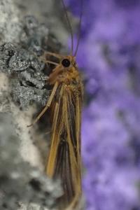 Chimarra marginata