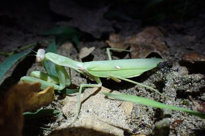 Hierodula