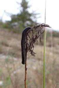 Ommatoiulus rutilans