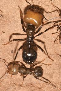 Messor barbarus