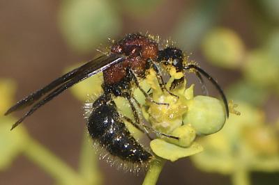 Smicromyrmini