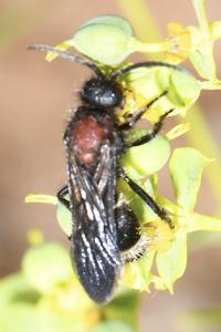 Dasylabris maura