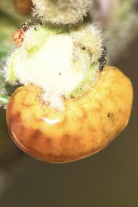 Insecta