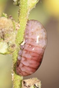 Insecta