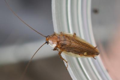 Ectobius vittiventris