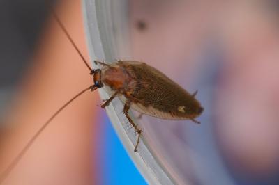 Ectobius vittiventris