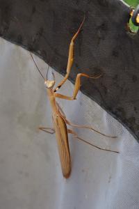 Mantis religiosa