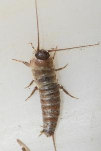 Lepismatidae
