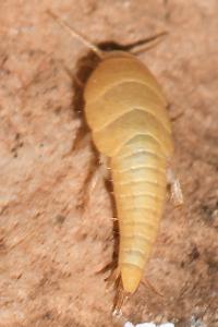 Lepismatidae