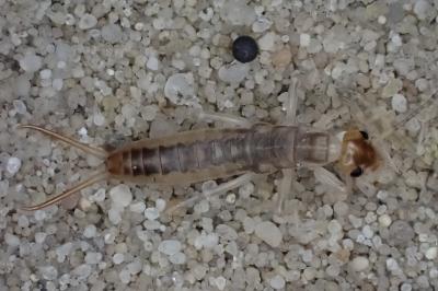 Labidura riparia
