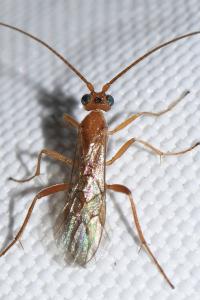 Braconidae