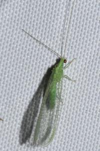 Apertochrysa
