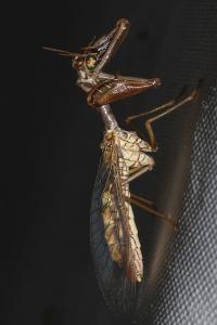 Mantispa styriaca