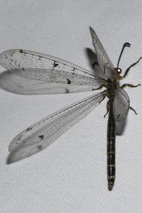 Distoleon tetragrammicus