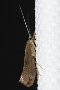 Setodes