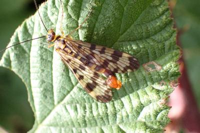 Panorpa meridionalis