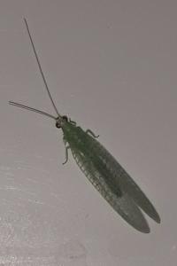 Chrysopini