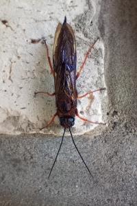 Sirex noctilio