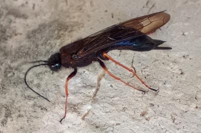 Sirex noctilio