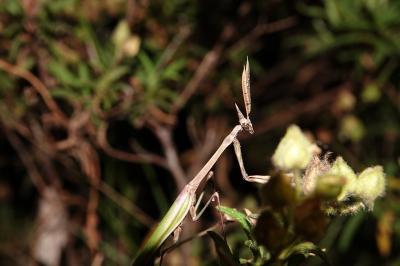 Empusa pennata