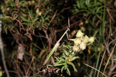 Empusa pennata