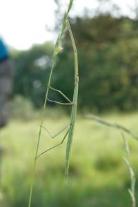 Clonopsis gallica