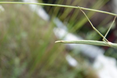 Clonopsis gallica