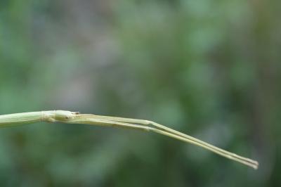 Clonopsis gallica