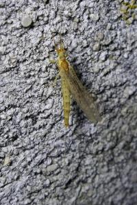 Ephemera glaucops